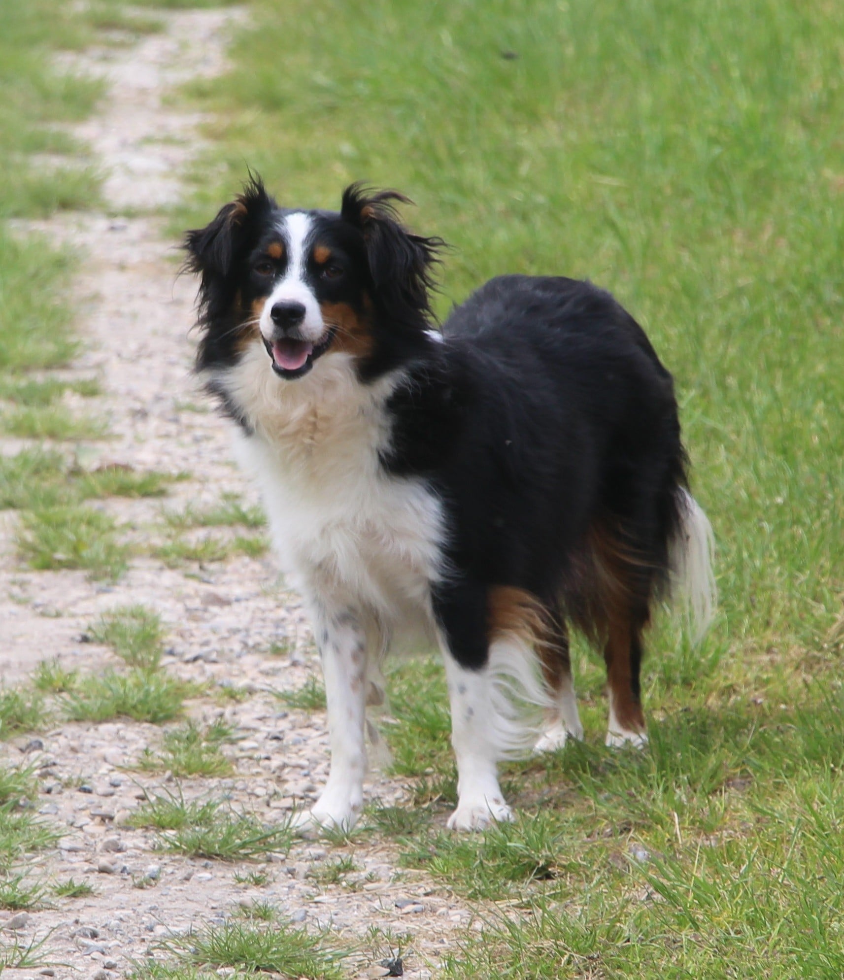 Publication : Des Portes Du Mesnil 