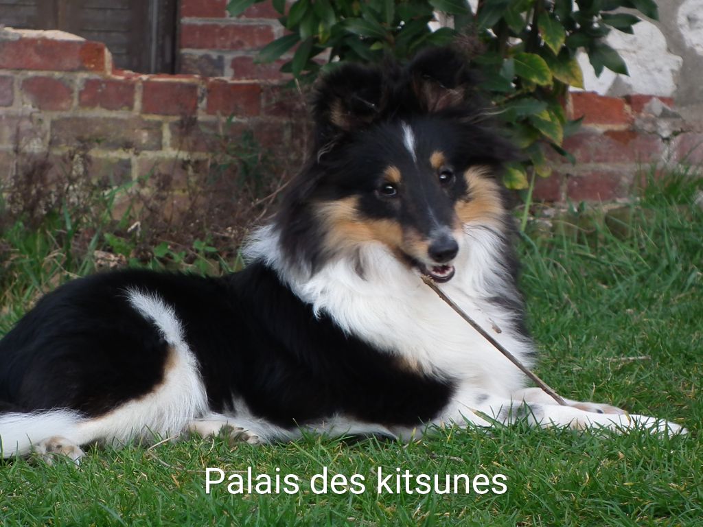 Publication : Du Palais Des Kitsunes Auteur : Julie Hervé