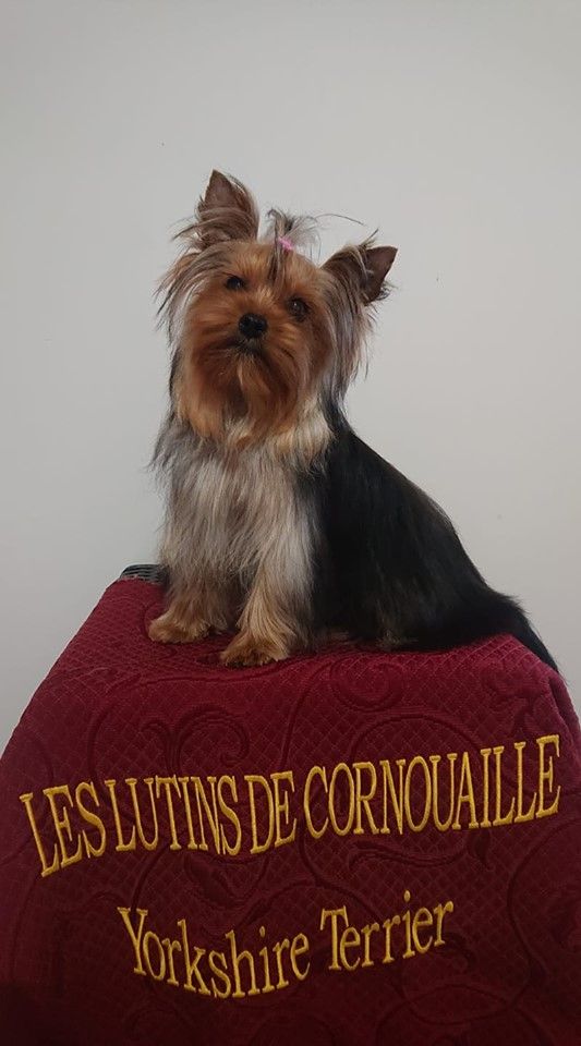 Publication : Des Lutins De Cornouaille Auteur : VINCENT Fabrice