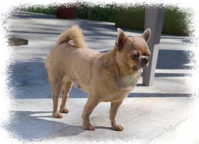 Étalon Chihuahua - shah little puppy Rafael