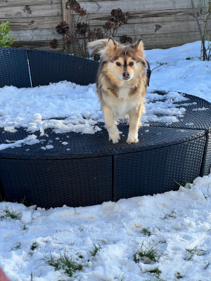 Étalon Chien finnois de Laponie - Nigt of the shadow (Sans Affixe)