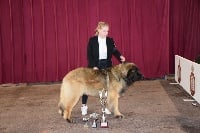 Étalon Leonberger - CH. Number one anat du tigre des blaconnes