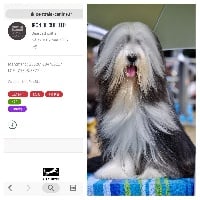 Étalon Bearded Collie - Iron de Chester