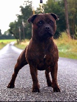 Étalon Staffordshire Bull Terrier - I'hades boom boom du domaine des eclaireurs
