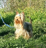 Étalon Yorkshire Terrier - du palais des seigneurs Jolly jumper