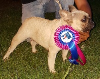 Étalon Affenpinscher - Lakka (Sans Affixe)