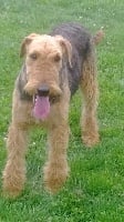 Étalon Airedale Terrier - Ironnie (Sans Affixe)