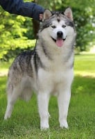 Étalon Alaskan Malamute - CH. Nash Naillik's