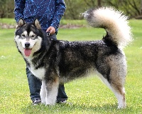 Étalon Alaskan Malamute - CH. Amazing soleil d'or of deus nix