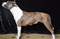 Étalon American Staffordshire Terrier - Mulan Du Royaume De Tag