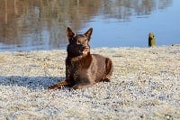 Étalon Australian Kelpie - Jenna Spinefly