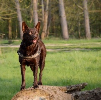 Étalon Australian Kelpie - black river kennel Hannah montana