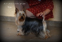 Étalon Australian Silky Terrier - CH. Naïs Des P'tits Loups De Grand Lieu