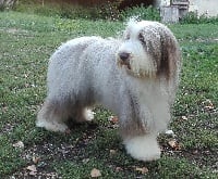 Étalon Bearded Collie - My fair lady moon flower de la Planète de Yoda