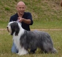 Étalon Bearded Collie - CH. Normandie Du Domaine De Gotham