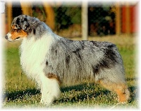 Étalon Berger Australien - CH. Titre Initial Moon shine blue jewel puzzle game