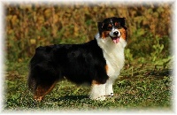 Étalon Berger Australien - CH. It. int. slo. keep it comin' love Made By Patchwork