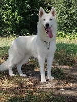 Étalon Berger Blanc Suisse - CH. Nirvana new hope white wolf du grand perche