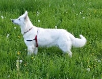 Étalon Berger Blanc Suisse - Malya (Sans Affixe)