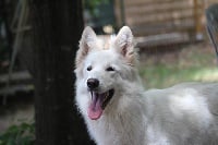 Étalon Berger Blanc Suisse - Newt de la foret d'Arcanin