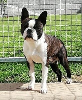 Étalon Boston Terrier - Boston Attitude Over the top