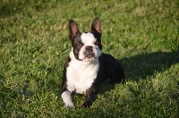 Étalon Boston Terrier - Opaline Sweeties Doggies