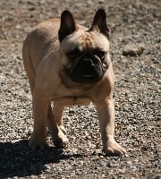 Étalon Bouledogue français - Noisette star du domaine des calins