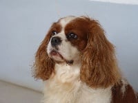 Étalon Cavalier King Charles Spaniel - Lazuli des cavalier de corence