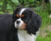 Étalon Cavalier King Charles Spaniel - Mamamia des cavaliers de Strass