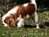 Étalon Cavalier King Charles Spaniel - N r j des Feeries de Valdonne