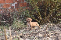 Étalon Chien d'arrêt Portugais - Odette da flor da ria