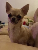 Étalon Chihuahua - Olyna du domaine d’isis