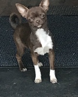 Étalon Chihuahua - Ehina iz goroda olgi