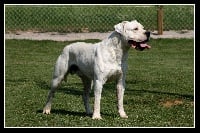 Étalon Dogo Argentino - CH. Macho du Royaume de l'Espina