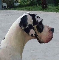 Étalon Dogue allemand - Formula uno dei cento scudi