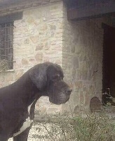 Étalon Dogue allemand - Filibustiera dei cento scudi