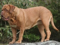 Étalon Dogue de Bordeaux - Léya fee caline d'ybla