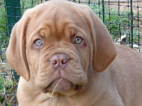 Étalon Dogue de Bordeaux - Penny lane de la fée caline d'ybla