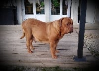 Étalon Dogue de Bordeaux - L.a. Des Jardins De Marivaux