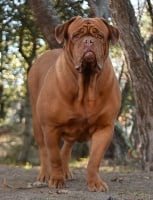 Étalon Dogue de Bordeaux - CH. Manana Des Barons Rouge