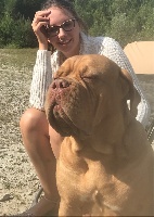 Étalon Dogue de Bordeaux - Lady butterfly du domaine des Rouvres