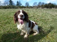 Étalon English Springer Spaniel - Gio Des vorgines