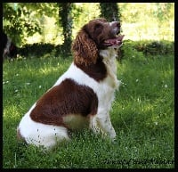 Étalon English Springer Spaniel - Sunset D'hell Numax