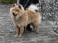 Étalon Eurasier - Néo (Sans Affixe)