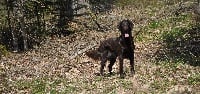 Étalon Flat Coated Retriever - TR. CH. Limited-édition de la source aux Elfes