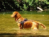 Étalon Golden Retriever - Masaï Des Gold And Red Rivers