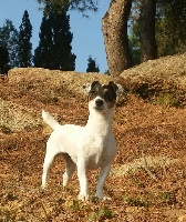 Étalon Jack Russell Terrier - Jersey Des Terriers Du Large