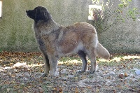 Étalon Leonberger - Ivone ello no rebat