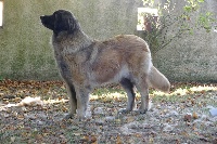 Étalon Leonberger - Ivone ello no rebat