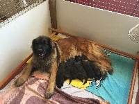 Étalon Leonberger - Looky love du castel de malcombe